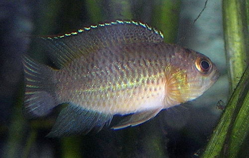 Goldeneye cichlid